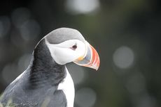 Papageitaucher (17 von 20).jpg